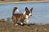 CORGI CARDIGAN 149